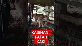 ANAK SAPI PATAH KAKI shorts sapi srontscahangon [upl. by Edrick]