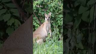 BEAUTIFUL ALERTNESS EXPRESSION OF EAR KANGAROO WHILE EATING GRASSShorts like [upl. by Adalbert372]