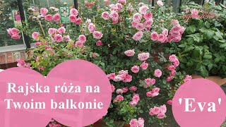 Obficie kwitnąca i gęsta róża pnąca na balkon  EVA [upl. by Alana]