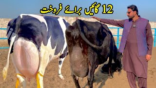 Girlando Cow In Punjab  Cow For Sale At Subhan Dairy Farm  HF Cow  Pk Janwar Mandi [upl. by Fortune]