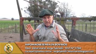 Dr Jorge Spinelli  Hipomagnesemia en Bovinos [upl. by Timmons]