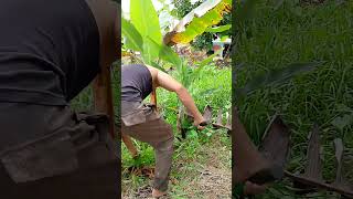 Cleaning lakatan bananabananafarmer bananafarm banana [upl. by Eve]