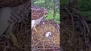 P264 Review birds nest life mom birds brings food to feed her babies in their nest birdslover [upl. by Kale236]