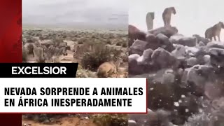 Cae nevada en África y sorprende a los animales [upl. by Carli22]