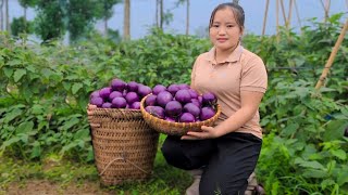 Harvesting the long eggplant garden for sale Tilling the garden for planting  Luu Linh Family [upl. by Reema]