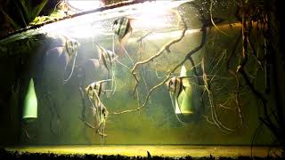 Pterophyllum altum Siegrist line breeding in my aquarium no1 [upl. by Halilak]