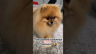 Любит учить новые команды 🥰 собака шпиц померанскийшпиц животные собаки pom командыдлясобак [upl. by Anehsuc432]