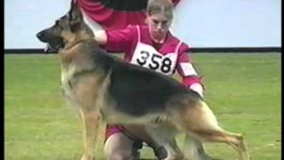 How to Evaluate the German Shepherd Dog in the Show Ring  Part 1 of 2 [upl. by Riccio]