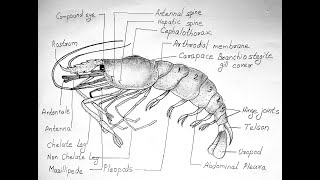 PRAWN DIAGRAM FOR CLASS 11 BIOLOGY  PALAEMON [upl. by Aizatsana229]