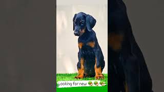 European doberman puppys 9074478360 PrideOfHeavens magicaldoublehelix [upl. by Aieken]