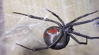 Redback Spider ╲\╭◕◕╮\╱\ [upl. by Gibert]