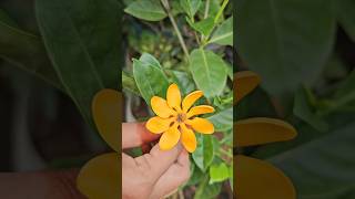 Colour changing golden gardenia గోల్డెన్ గోవర్ధనపువ్వు gardenia mygarden gardening shortvideo [upl. by Westley]