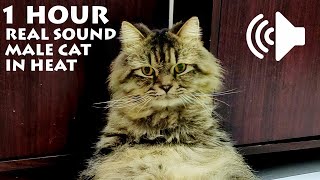 1 HOUR MALE CAT IN HEAT MEOWING  TO PRANK YOUR PETS  REAL SOUND [upl. by Primaveras]