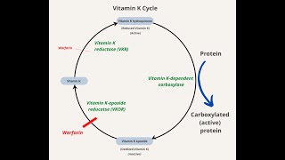 Vitamin K Cycle Steps and Enzymes  Vitamin K quinone Hydroquinone Epoxide [upl. by Idelson]