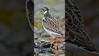 Ruddy Turnstone wildlifebirding birdspecies birds [upl. by Salesin]