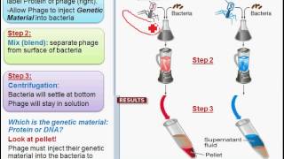 DNA Experiments and Structure [upl. by Selden]