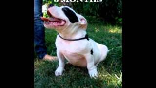 Dax Gottiline son Bugatti 916 RUTHLESS BULLIES KENNELS [upl. by Irtak]