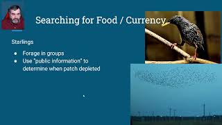 401c Optimal Foraging Theory  Currency Part 1 Animal Behavior [upl. by Barram]