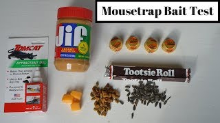 Mousetrap Bait Test With Motion Cameras amp Wild MiceRats What Is the Best Mousetrap Bait [upl. by Nicolas]