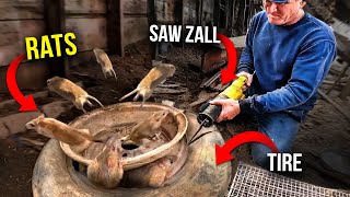 TIRE full of Rats UNLEASHED by saw zall and vicious rat Dogs [upl. by Meela]