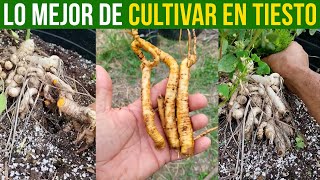 Lo Mejor de Cultivar en Tiestos y Extraer la Raíz [upl. by Opportina53]