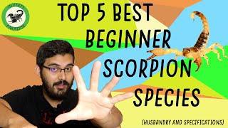 Top 5 Scorpions for Beginners  Husbandry and Info included [upl. by Alanah80]