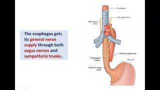 Anatomy of the Esophagus  Dr Ahmed Farid [upl. by Laurella738]