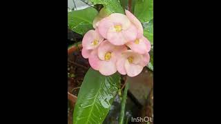 Euphorbiaceae Peach flowers Chennai garden  🌸🌸 short video  beautiful flowers🌸 [upl. by Eugenius523]