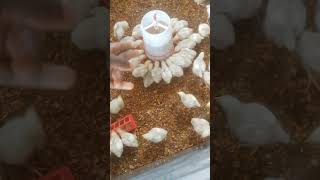 Switching between feeders sidehustleideas poultrytips agribusiness nigeriayoutubers [upl. by Leanard]