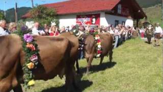 Viehscheid Tannheim Tirol 2011 [upl. by Zakaria468]