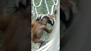 Adorable Baby Orangutan Gets A Helping Hand From Mom [upl. by Iem]