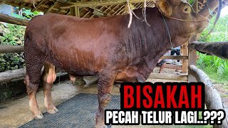 ‼️SAPI ISTIMEWA GUNUNG KIDUL SIAP PecahTelur 🔥🔥🔥 [upl. by Elnukeda]