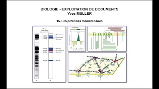 15 Les protéines membranaires [upl. by Lesig999]