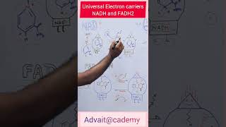 Universal Electron carriers  NADH and FADH2 [upl. by Phaedra43]