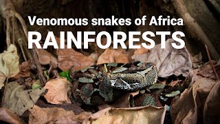 The venomous snakes of Africa  RAINFORESTS Forest cobra Green mamba bush vipers Gaboon viper [upl. by Cookie]