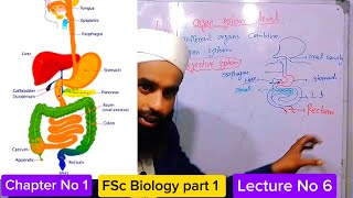 Organ Organ System Level Class 11 in Urdu Hindi  1st year Biology  Lecture series  Fsc part 1 [upl. by Oirram]