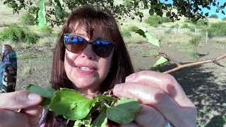 Foraging amp Identifying Hawthorn Crataegus spp [upl. by Dyl]