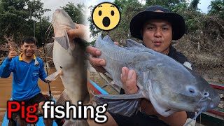 Caught a pigfish in the Moei River for the first time [upl. by Bolme402]