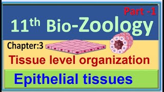 11th Biology Zoology Chapter 3 Tissue level of organization  Epithelial tissues [upl. by Papotto]