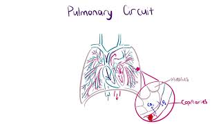 Step 1 Pulmonary Circuit [upl. by Odnalra799]