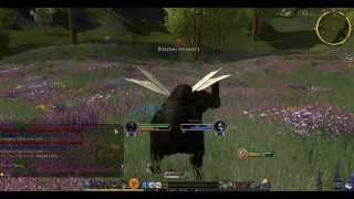 LOTRO Bullroarer Update 15  Beorning starter instance  part 1 [upl. by Lavicrep]