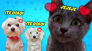 CONSINTIENDO A MI GATO BEBE PERO MIS PERROS ESTAN CELOSOS [upl. by Meedan822]