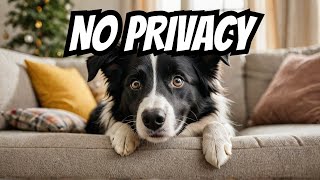 Living with a Border Collie No Such Thing as Privacy [upl. by Nerok364]