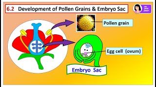 SPM BIOLOGY FORM 5 CHAPTER 6 62 Formation of Pollen Grain amp Embryo Sac [upl. by Dnomde585]