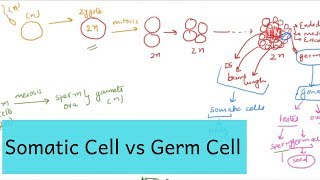 Somatic Cell amp Germ Cell  What is the Difference [upl. by Frayne]