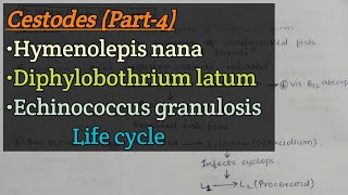 Cestodes Part4  Hymenolepis nana  Diphylobothrium latum  Echinococcus granulosus  Life cycle [upl. by Holms]