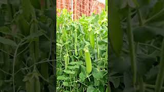 pea peaplantgrowing how to grow pea vegetable gardening [upl. by Sugden]