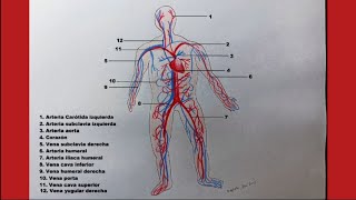 Comment dessiner le SYSTEME CIRCULATOIRE ET SES PARTIES na descrição partes em francês [upl. by Laddy620]