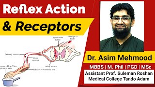 Reflex Action and Receptors  Hindi  Urdu [upl. by Yulma]