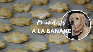 Tuto  Biscuits pour chien à la banane [upl. by Hamfurd]